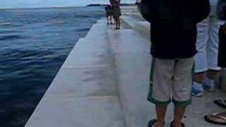 Sea organ Zadar Croatia [upl. by Shyamal]