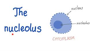 The Nucleolus the small nucleus [upl. by Akener]