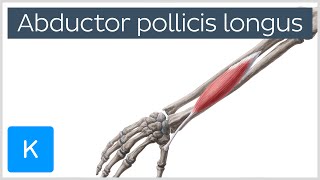 Abductor Pollicis Longus Muscle Overview  Human Anatomy  Kenhub [upl. by Llemert]