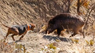 EPIC HUGE BOAR HUNTS FEARLESS Dogs Perfect HOG SHOTS Best HUNTING Scenes [upl. by Netta]