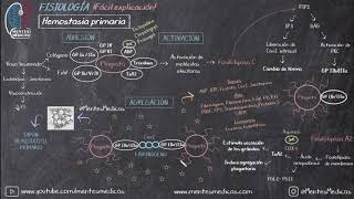 Hemostasia Primaria Coagulación ¡Fácil Explicación  Mentes Médicas [upl. by Adiana]