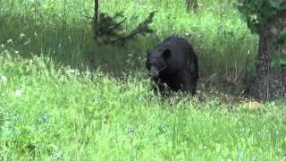 black bear mom huffing [upl. by Olracnaig]