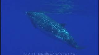 BlainvilleS Beaked Whale Bull [upl. by Brie]