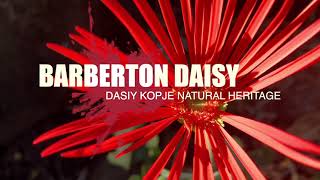 BARBERTON DAISY [upl. by Dreeda]