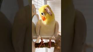 Cutest Thing Ever 🥰 cockatielscraze [upl. by Yaakov61]