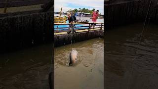 The pirarucu is the largest fish in the Amazon It can also breathe air brazil fish pirarucu [upl. by Deedee]