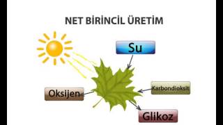 Ekosistemlerde Enerji Akışı [upl. by Paris144]