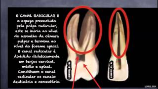 01 Aula 1 Anatomia dentaria para endodontia [upl. by Nauqit960]