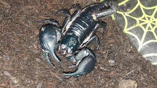 Thai forest scorpion Heterometrus cimrmani an introduction [upl. by Dawna]