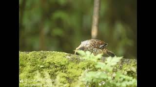 The spotted laughingthrush Ianthocincla ocellataincredibleindia birdofindia indianbirds shiva [upl. by Marsland]