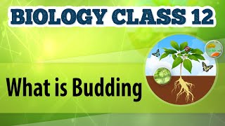 What Is Budding  Reproduction in Plants  Biology Class 12 [upl. by Galatia640]