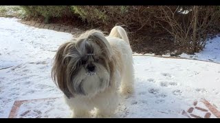 Shih Tzu dog Lacey is outside in the snow ❄ and then goes crazy inside 💨😂 [upl. by Gilson]