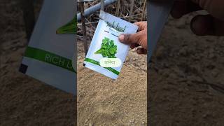 Coriander seeds germinateorganic farmingdhaniya ke paudhe kaise lagaen [upl. by Acinonrev]