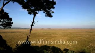 Worlds largest floating island  aerial view of Keibul Lamjao National Park [upl. by Fredela]