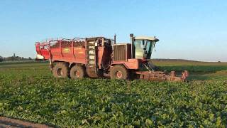 Sugarbeet harvest with 2 phases Gilles equipment [upl. by Atsirk]