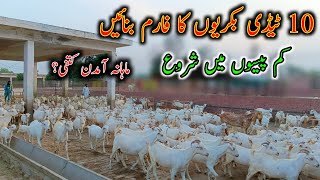 How To Start Goat Farming in Pakistan  Teddy Goat Farm [upl. by Burney719]