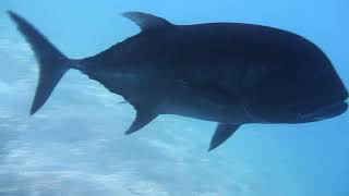 GT ▶giant trevally Caranx ignobilis [upl. by Beebe]