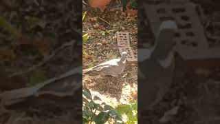 Wood Pigeon eating seeds on the ground4 [upl. by Daus]