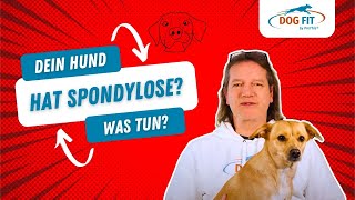 Spondylose beim Hund » Ursachen amp Behandlung erklärt von DOG FIT by PreThis® [upl. by Aicined]