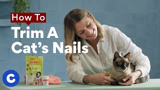 How To Trim a Cat’s Nails  Chewtorials [upl. by Ardeahp]