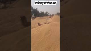 Kisan punjabi wmk rabb kisan nal new punjabi song rabb kisan [upl. by Etoile178]