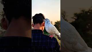 My kabutar 🕊️ ne aaj meri jaan bachali pigeon help short viral kabutar ahort [upl. by Ardnasela]