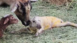 Rowan the blackbelly ewe gives birth to two lambs [upl. by Nylarahs]