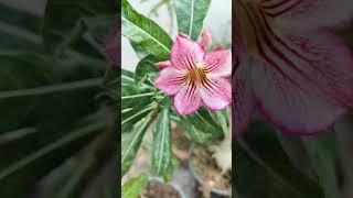 Adenium crispum hybrid plant gardening flowering [upl. by Ellednahc]