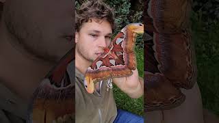 ENORMOUS Giant Atlas Moths Attacus atlas [upl. by Orfurd]