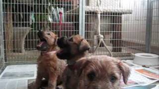 Wheaten terrier puppies 5 weeks old playingwmv [upl. by Akinam162]