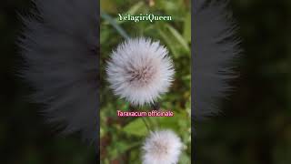 Taraxacum officinale flowers flowers natutal gardenflowers garden motivation sad tamil [upl. by Kciredec268]