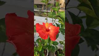 🌺 🌺 gardening flowers plants subscribe shortsvideo [upl. by Katharine]