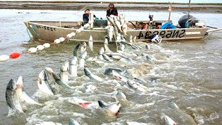 Amazing Gill Net Fishing Line Catch Hundreds Tons of Fish  Amazing Big Catching on The Sea [upl. by Dnana]