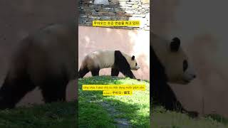 판다 푸바오가 정원을 뛰어다니고 있어요  Fubao panda  Phúc Bảo  푸바오  福宝  fubao phucbao 푸바오 福宝 [upl. by Alfie89]