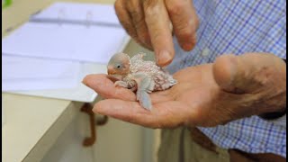 How to put a ring leg band on a bird budgie parakeet parrot finch canary [upl. by Ursa619]