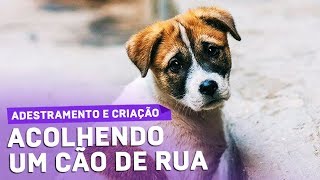 Acolheu Adotou Um Cão da Rua e Agora O que Fazer Como Saber se É filhote ou Adulto e Cuidar [upl. by Cormack]