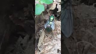 Two Common Green Bottle Fly  Mating Time insects [upl. by Ley]