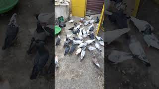 pigeon kabutar birds [upl. by Biondo]