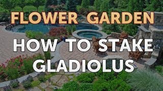 How to Stake Gladiolus [upl. by Evadnee182]