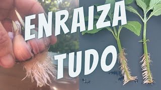 9 ENRAIZADORES Naturais PODEROSOS para as plantas [upl. by Becht]