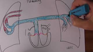 Cardiovascular System 4 Pulmonary circulation [upl. by Halian281]