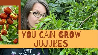 Jujubes Grow on Trees And they’re not like any other fruit you grow Ziziphus jujuba [upl. by Notffilc]