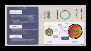 Basiskurs Mikrobiologie Viren Aufbau amp Struktur [upl. by Broeker676]