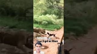 Tiger killed dog at Ranthambhor national park  tiger attack  tiger vs dog ranthambore shorts yt [upl. by Atsedom]