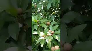 Sapodilla tree shortsvideo [upl. by Sauer]