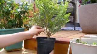 The Bonsai Project  Boxwoods first Pruning [upl. by Lowe202]