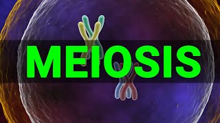 Meiosis 3D  Meiosis cell division I Meiosis and Mitosis Prophase Anaphase I Meataphse  Telophase [upl. by Ilrahc]