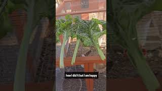 My Swiss Chard is huge [upl. by Ledah]