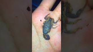 handling desert scorpion HHottentotta shortvideo shorts animals scorpion [upl. by Puri208]