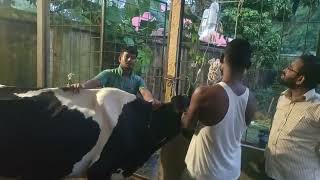 Botulism in cow  symptoms of botulism  Dr Enamul Haque  01932051373 [upl. by Rumpf599]